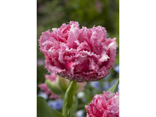 17,53���. ������� �������� ���(�������� ���� �� 10 ��., ����������� ����� 5��.).jpg