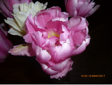 ���� ������