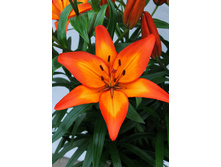 31,7���. ����� ������(�������� ���� �� 3 ��., ����������� ����� 1��.)���17.jpg