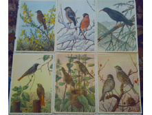 ���� ����� �����.jpg