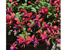 ������ Aretes Upright JOLLIES NANTES No136