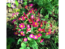 ������� ������� � ����������