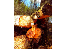 IMG 20170507 103206.jpg