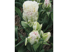 30,57���. ������� ������ ����(�������� ���� �� 7 ��., ����������� ����� 3��.).jpg