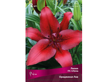 ����� ��������� ���.jpg