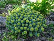 ������� �������, ������� ������.