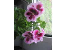 ���������� �����������, 100 ������