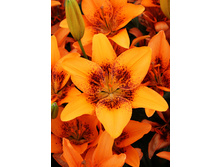 25,86���. ����� ��������(�������� ���� �� 5 ��., ����������� ����� 3��.)���16.jpg