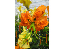 43,8���. ����� �����(�������� ���� �� 5 ��., ����������� ����� 1��.).jpg