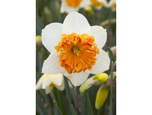 26,11���. ������� ���������� ��������(�������� ���� �� 7 ��., ����������� ����� 2��.).jpg