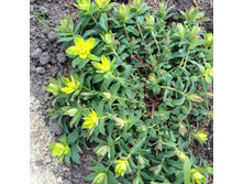 ������� ���������������.