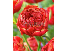 14,71���. ������� ���������(���������� ������ ������ ���������� �� 10 ��.)���17.jpg