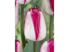 16,94���. ������� ����� ������(�������� ���� �� 10 ��., ����������� ����� 5��.).jpg