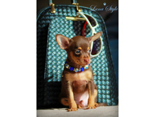 ���� ����� �����, ��� �����, ����. ���������=10 �.�.