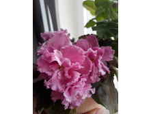 �� ������� �������