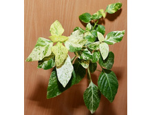 ���������� ������� ���������-beloperone guttata variegata- ������ ��������� �������� ...