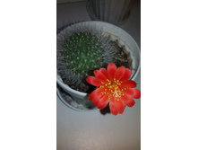 IMG 20170405 061031.jpg