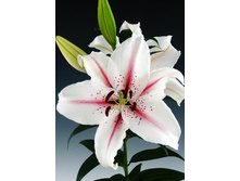 27,76���. ����� �������(�������� ���� �� 5 ��., ����������� ����� 3��.)���16.jpg