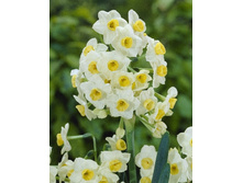 25,56���. ������� �������(�������� ���� �� 10 ��., ����������� ����� 5��.)���17.jpg