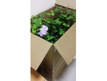 ��������� 18.05.2017