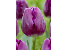 16,2���. ������� ������(�������� ���� �� 10 ��., ����������� ����� 5��.)���17.jpg