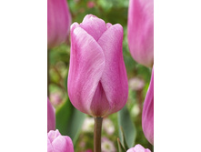 9,07���. ������� ������� ����(���������� ������ ������ ���������� �� 10 ��.)���17.jpg