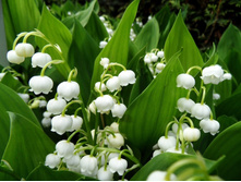 ������ ������� �������