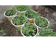 ��� ���� ������