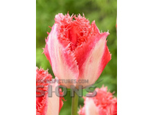 24,37���. ������� ���� �����(�������� ���� �� 10 ��., ����������� ����� 5��.)���17.jpg