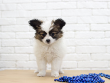 ������ 2 ���.2