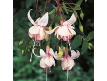 ������ Harry Gray No472