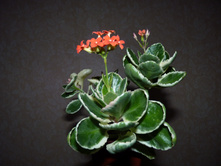 �������� ����������� ���������