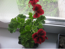 ���������� �����������, 100 ������