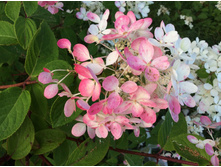 ������� ���