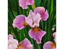 ���� ��������� dance balerina dance 130���.jpg