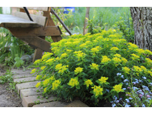 ������� �������������� (�ϣ ����)