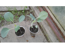 ����� � ��������