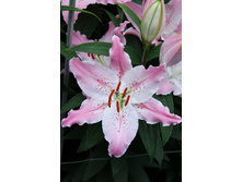 27,76���. ����� ��������(�������� ���� �� 5 ��., ����������� ����� 3��.)���16.jpg