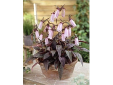 ����������� ���������� Silver Bells 120�. ������ � ������� ���� ����� ����.