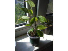 ����� �����