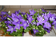 ���������� ( ����� )  Campanula Blue Napoli--  �� 350 ���.