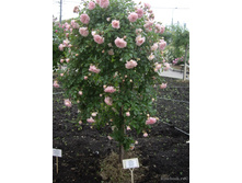 ����� Paul Noel