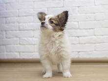 ������ 2 ���.8