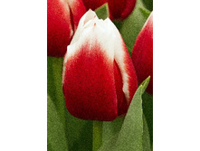 14,71���. ������� ���� ������(���������� ������ ������ ���������� �� 10 ��.)���17.jpg