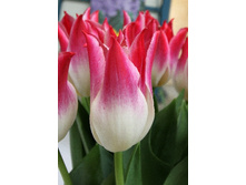 16,94���. ������� ��������� ����(�������� ���� �� 10 ��., ����������� ����� 5��.)���17.jpg