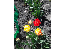 ����� ����� �� ���������