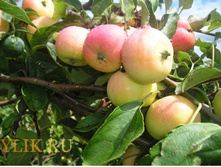 ������ ���������� ������ (V3�)..jpg