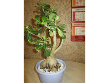 ������� � ������