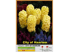 CITY OF HAARLEM (5 ���. � ��)