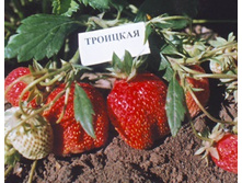 ��������� ��������.jpg